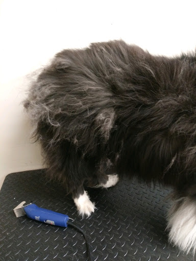 Pet Supply Store «EarthWise Pet Supply - Richardson», reviews and photos, 1310 W Campbell Rd #128, Richardson, TX 75080, USA