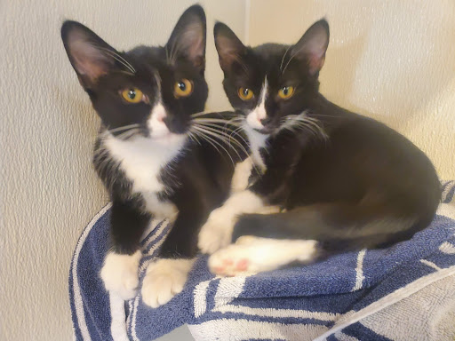 Pet Store «Wilmette Pet Center LLC», reviews and photos, 625 Green Bay Rd, Wilmette, IL 60091, USA