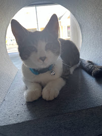 All 4 Paws Veterinary Hospital - Photo 9 - Car repair in Suisun City, CA, Fairfield