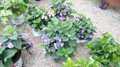 Florist «Chaves Gardens Inc», reviews and photos, 935 E Main Rd, Middletown, RI 02842, USA