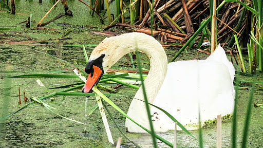 Golf Course «Tanglewood Golf Course», reviews and photos, 22805 Country Club Dr, South Lyon, MI 48178, USA