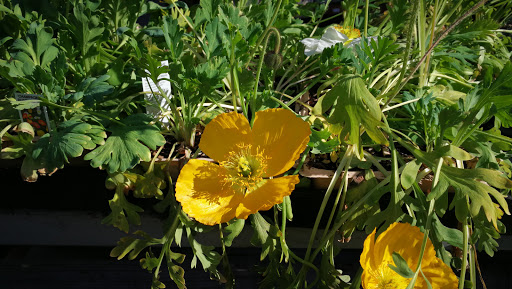 Grocery Store «Diamond Fresh Farmers Market», reviews and photos, 21168 Golden Springs Dr, Walnut, CA 91789, USA