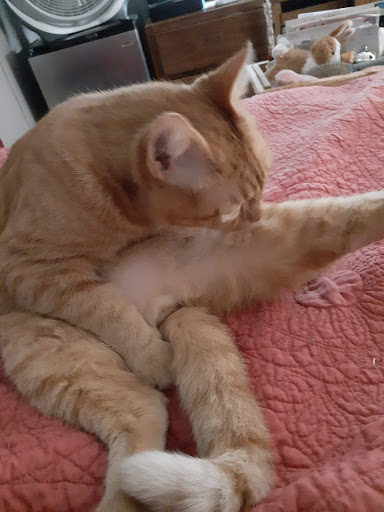 Pet Supply Store «Pet Supermarket», reviews and photos, 1020 S Ponce De Leon Blvd, St Augustine, FL 32086, USA