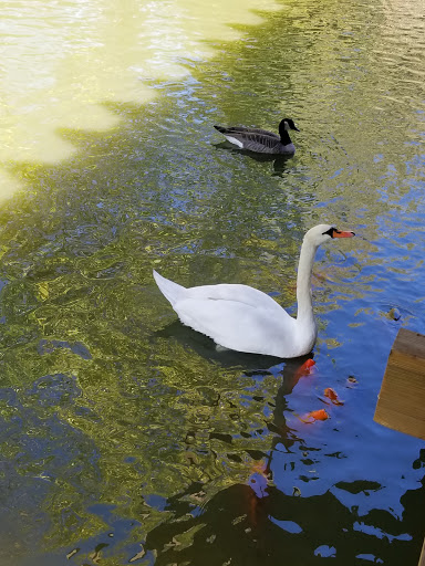 Zoo «Niabi Zoo», reviews and photos, 13010 Niabi Zoo Rd, Coal Valley, IL 61240, USA