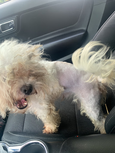 Pet Supply Store «PetSmart», reviews and photos, 625 W Crossville Rd, Roswell, GA 30075, USA