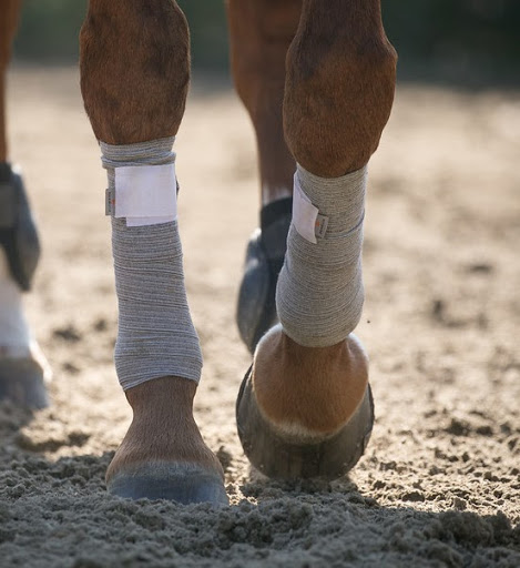 Incrediwear Equine image