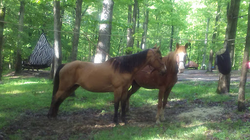 State Park «Natchez Trace State Park», reviews and photos, 24845 Natchez Trace Rd, Wildersville, TN 38388, USA