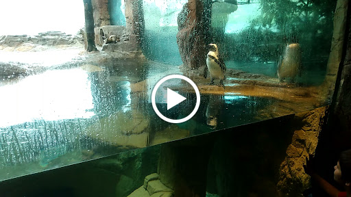 Zoo «Caldwell Zoo», reviews and photos, 2203 W Martin Luther King Jr Blvd, Tyler, TX 75702, USA