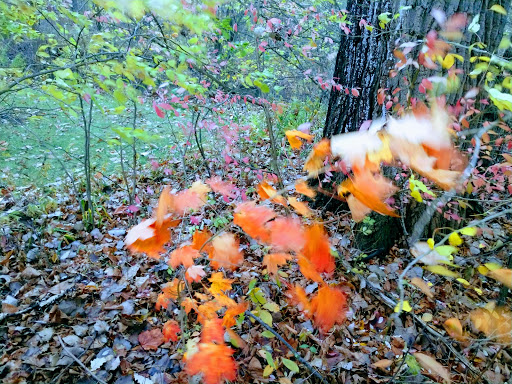 Mill «Sharon Mills County Park», reviews and photos, 5701 Sharon Hollow Rd, Manchester, MI 48158, USA