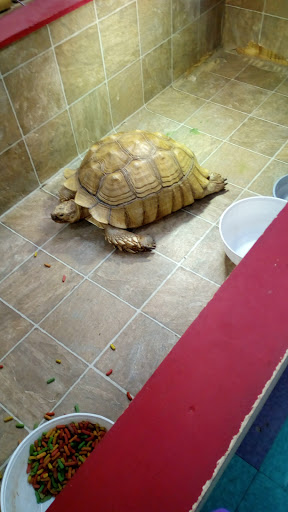 Dog Breeder «Petland Dunwoody», reviews and photos, 4733 Ashford Dunwoody Rd NE, Dunwoody, GA 30338, USA