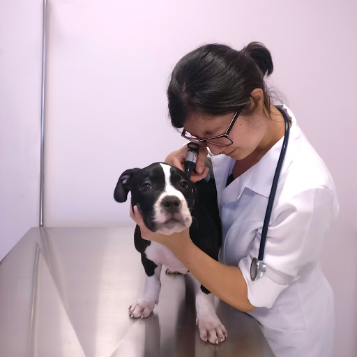 Estimado Bicho em São Paulo - SP