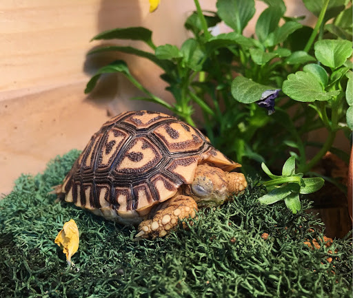 Pet Store «Pet Paradise», reviews and photos, 307 Kellam Rd, Virginia Beach, VA 23462, USA