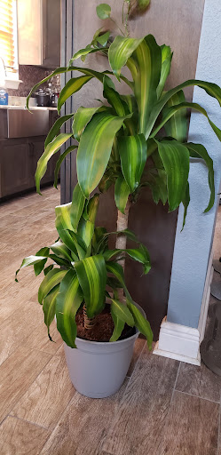 Home Improvement Store «The Home Depot», reviews and photos, 1680 Elizabeth Blvd, Biloxi, MS 39532, USA