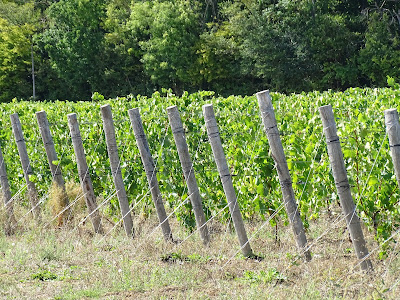 Vignoble des Voeux à Ailly-sur-Noye