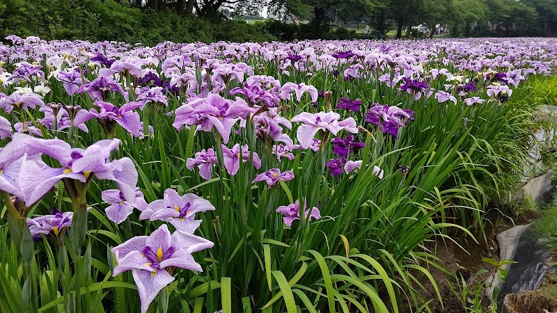 赤堀花菖蒲園