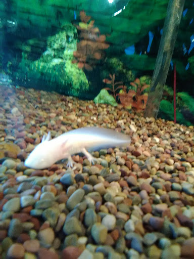 Pet Store «A to Z Pets», reviews and photos, 16010 SE Division St, Portland, OR 97236, USA