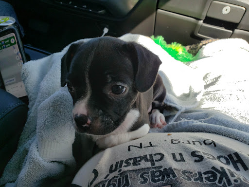 Pet Supply Store «PetSmart», reviews and photos, 2017 N Prospect Ave, Champaign, IL 61822, USA