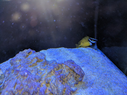 Tropical Fish Store «Reefwise», reviews and photos, 5401 Patton Dr #105, Lisle, IL 60532, USA