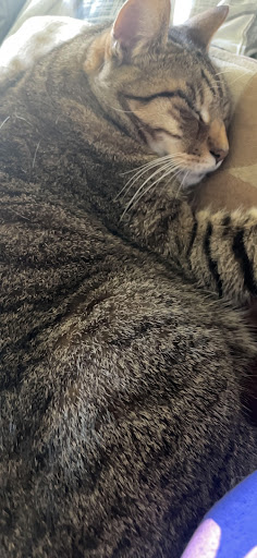 Pet Supply Store «PetSmart», reviews and photos, 7850 W Commercial Blvd, Lauderhill, FL 33351, USA