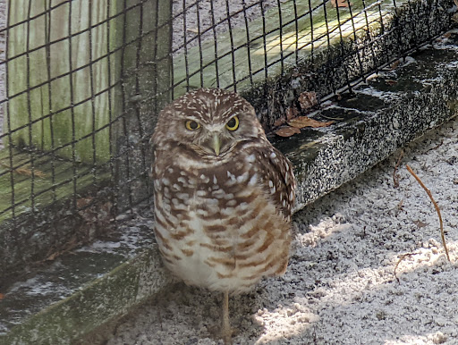 Zoo «Audubon Center for Birds of Prey», reviews and photos, 1101 Audubon Way, Maitland, FL 32751, USA