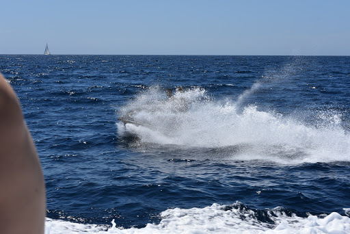 Water Sports Equipment Rental Service «Balboa Water Sports», reviews and photos, 702 E Balboa Blvd, Newport Beach, CA 92661, USA