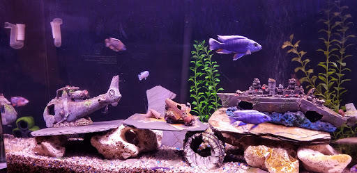 Pet Store «Vallejo Aquarium», reviews and photos, 611 Florida St, Vallejo, CA 94590, USA