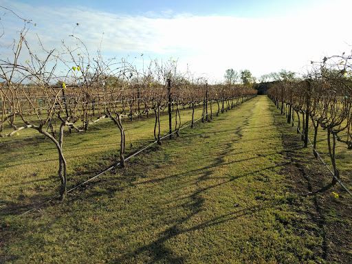 Winery «Eden Hill Winery and Vineyard», reviews and photos, 4910 Eden Hill Ln, Celina, TX 75009, USA