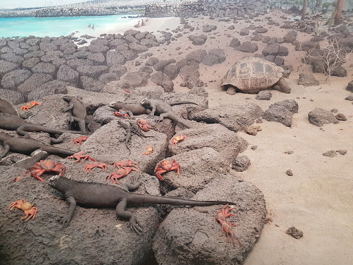 Natural History Museum «Denver Museum of Nature & Science», reviews and photos, 2001 Colorado Blvd, Denver, CO 80205, USA