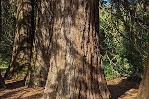 Sequoiadendron giganteum image