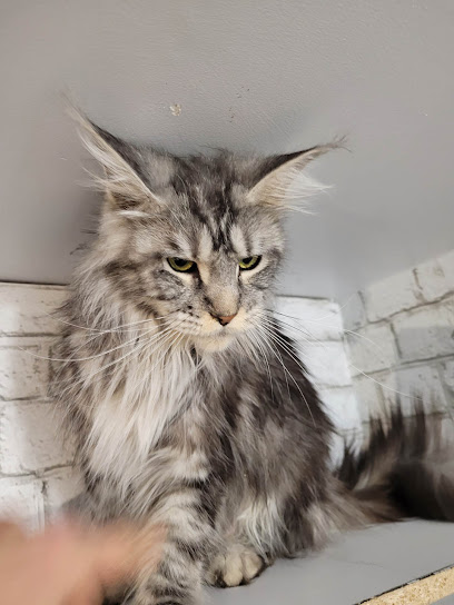 Maine coon Canada