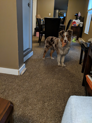 Pet Groomer «Ufuri Pet Salon», reviews and photos, 235 Huron Ave, Port Huron, MI 48060, USA