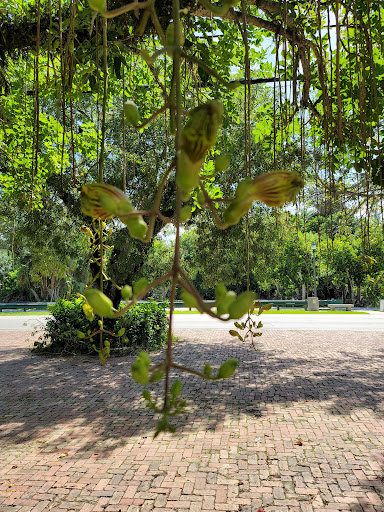 Produce Market «Wayside Fruit & Vegetable», reviews and photos, 10070 SW 57th Ave, Pinecrest, FL 33156, USA