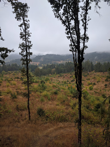 Tourist Attraction «Tree to Tree Adventure Park», reviews and photos, 2975 SW Nelson Rd, Gaston, OR 97119, USA