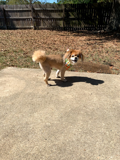 Diva Dogs Grooming & Boarding