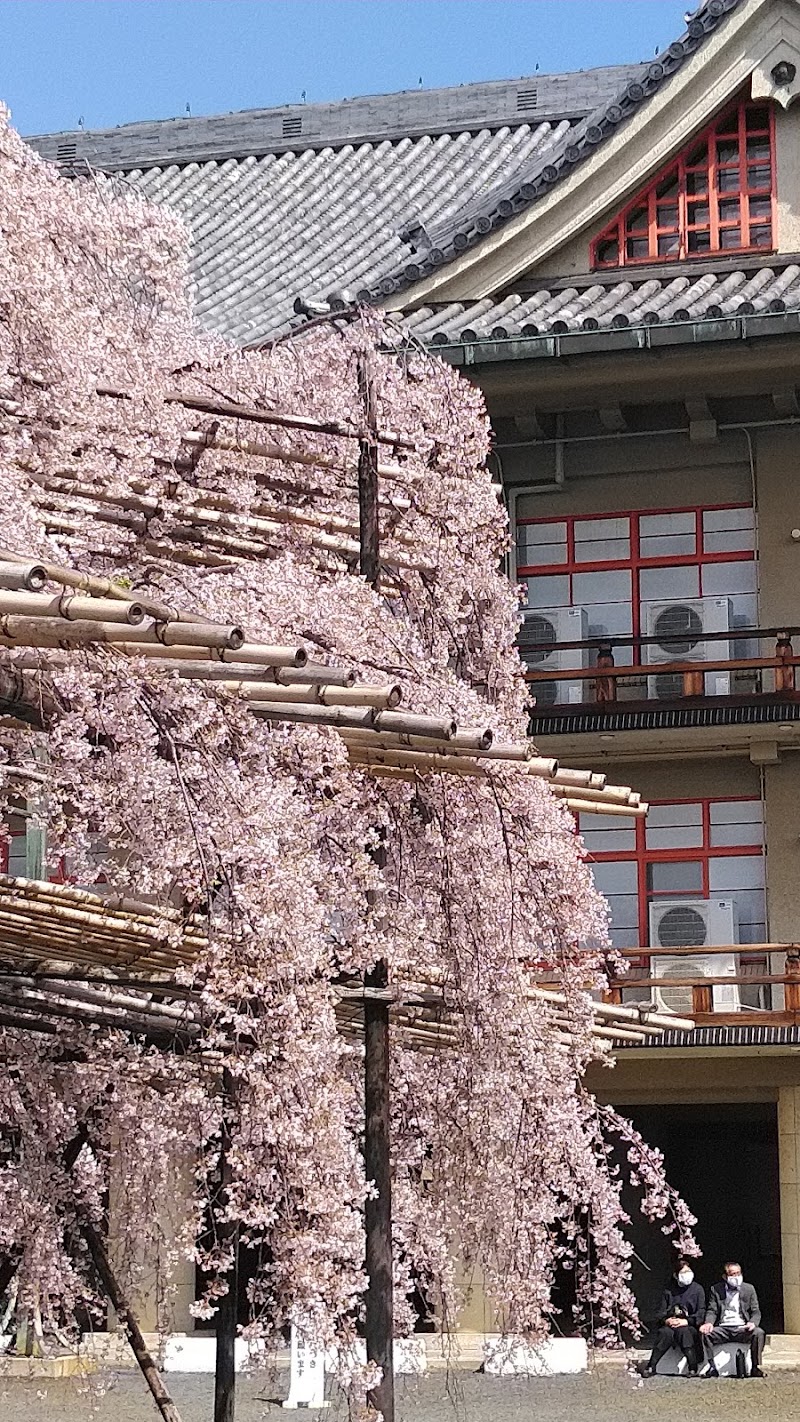 天理教教会本部のしだれ桜 奈良県天理市豊田町 観光名所 グルコミ