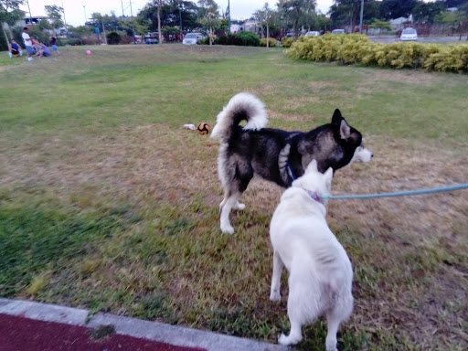 Adiestramiento canino Guayaquil