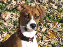 Walk Like A Dog - Photo 2 - Car repair in , Baltimore