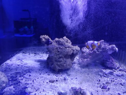 Living Reef Aquarium