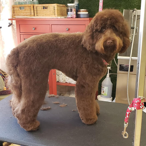 Pet Supply Store «Pet Haven», reviews and photos, 626 N Glenoaks Blvd, Burbank, CA 91502, USA