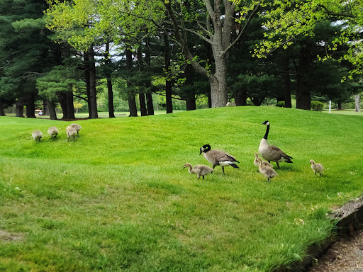 Country Club «Pebblewood Country Club», reviews and photos, 9794 Jericho Rd, Bridgman, MI 49106, USA