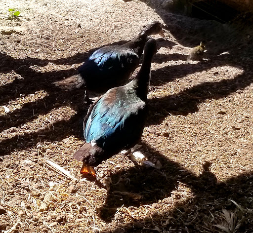 Animal Rescue Service «Nanny’s Educational Zoo And Rescue», reviews and photos, 1139 Livingston Rd, Lutz, FL 33559, USA