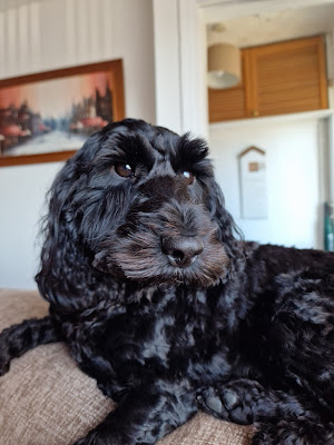 Hair Of The Dog Grooming Salon