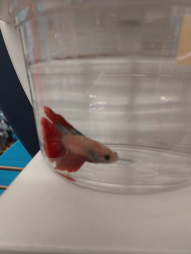 Pet Supply Store «Petco Animal Supplies», reviews and photos, 16417 Merchants Ln, King George, VA 22485, USA