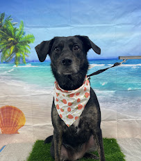 For The Love Of Dogs Pet Boutique & Grooming - Photo 2 - Car repair in San Antonio, TX, San Antonio