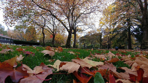 Park «Denny Park», reviews and photos, 100 Dexter Ave N, Seattle, WA 98109, USA