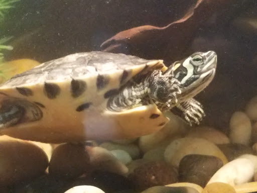 Tourist Attraction «IMAG History & Science Center (formerly Imaginarium Science Center)», reviews and photos, 2000 Cranford Ave, Fort Myers, FL 33916, USA