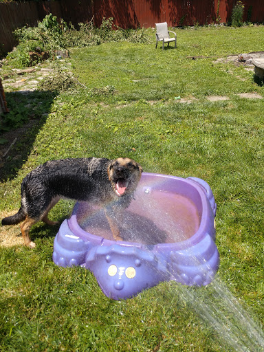 Pet Supply Store «Pet Supplies Plus», reviews and photos, 508 E Stroop Rd, Kettering, OH 45429, USA