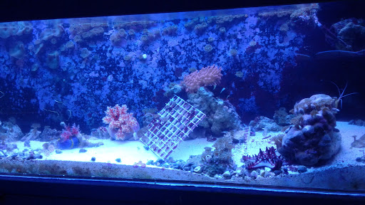 Tropical Fish Store «T & T Marine Aquarium & Koi Pond», reviews and photos, 950 S 1st St, San Jose, CA 95110, USA