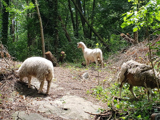 Nature Preserve «Clyde Shepherd Nature Preserve», reviews and photos, 2580 Pine Bluff Dr, Decatur, GA 30033, USA