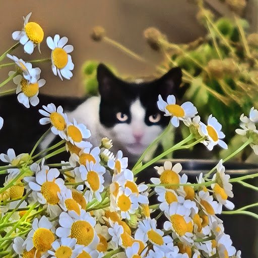 Florist «Buss Flower Shop», reviews and photos, 322 N Milwaukee Ave, Libertyville, IL 60048, USA